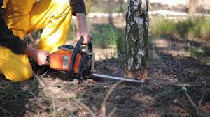 Best Tree and Shrub Care  in Hereford, TX