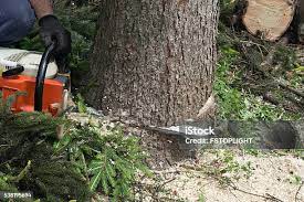 Best Tree Trimming and Pruning  in Hereford, TX