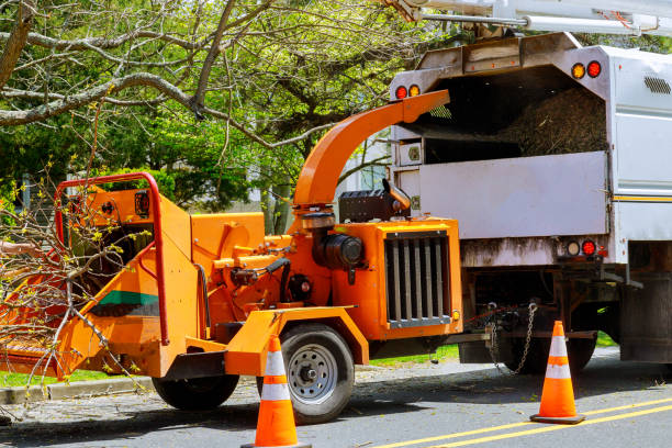 Best Tree Preservation Services  in Hereford, TX