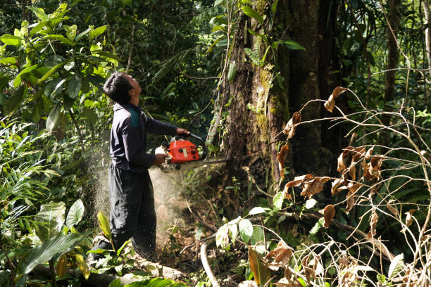 Best Arborist Consultation Services  in Hereford, TX