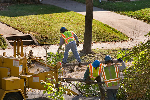 Trusted Hereford, TX Tree Removal Experts