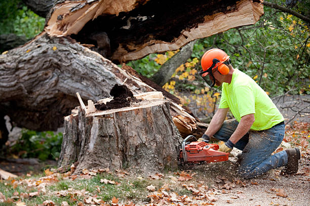 Best Root Management and Removal  in Hereford, TX