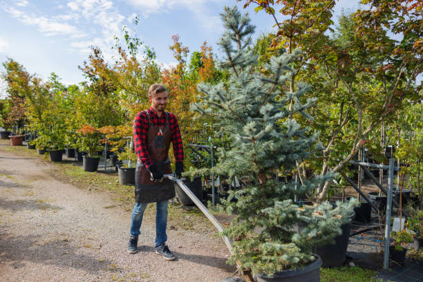 Best Tree Removal  in Hereford, TX