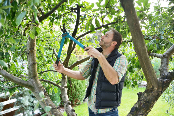 Best Fruit Tree Pruning  in Hereford, TX